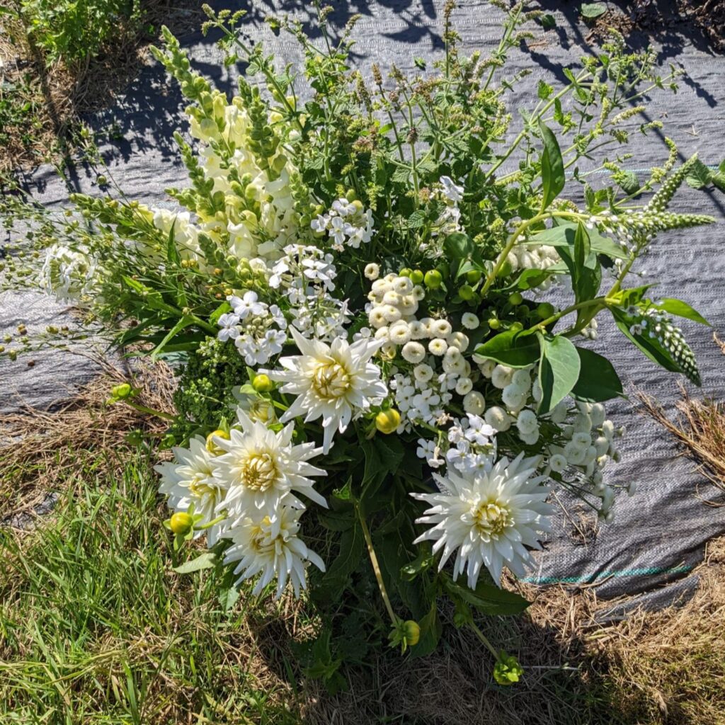 DIY flora fauna 2025 2